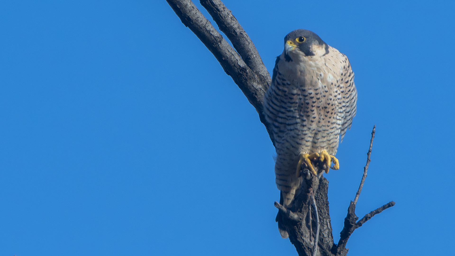 Peregrine Falcon